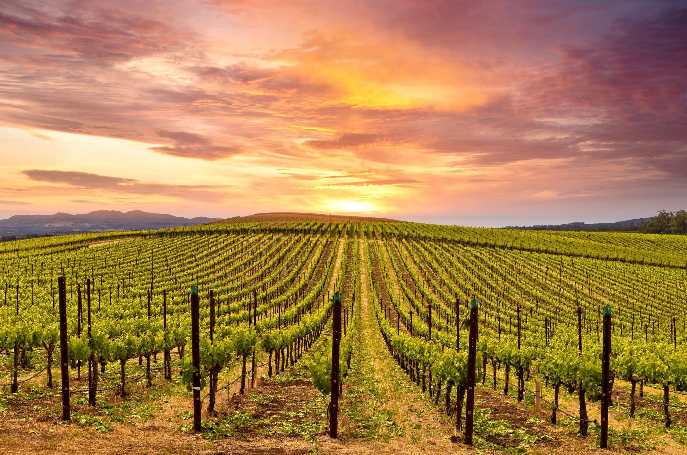Sonoma to Napa: A Food and Wine Lovers Heaven - Hero