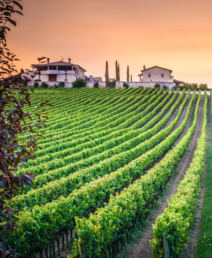 CI Vineyards What To Expect