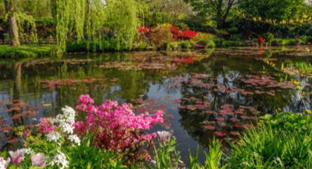 The beautiful lily pond in spring