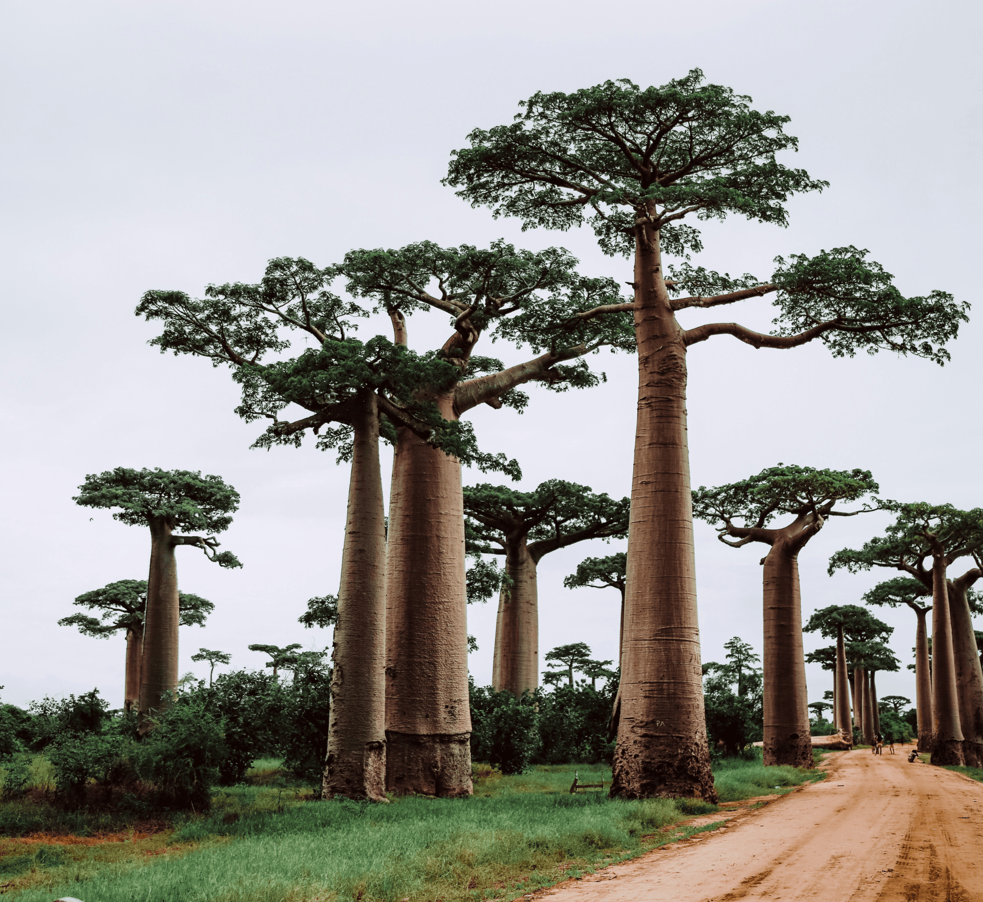 Africa Madagascar