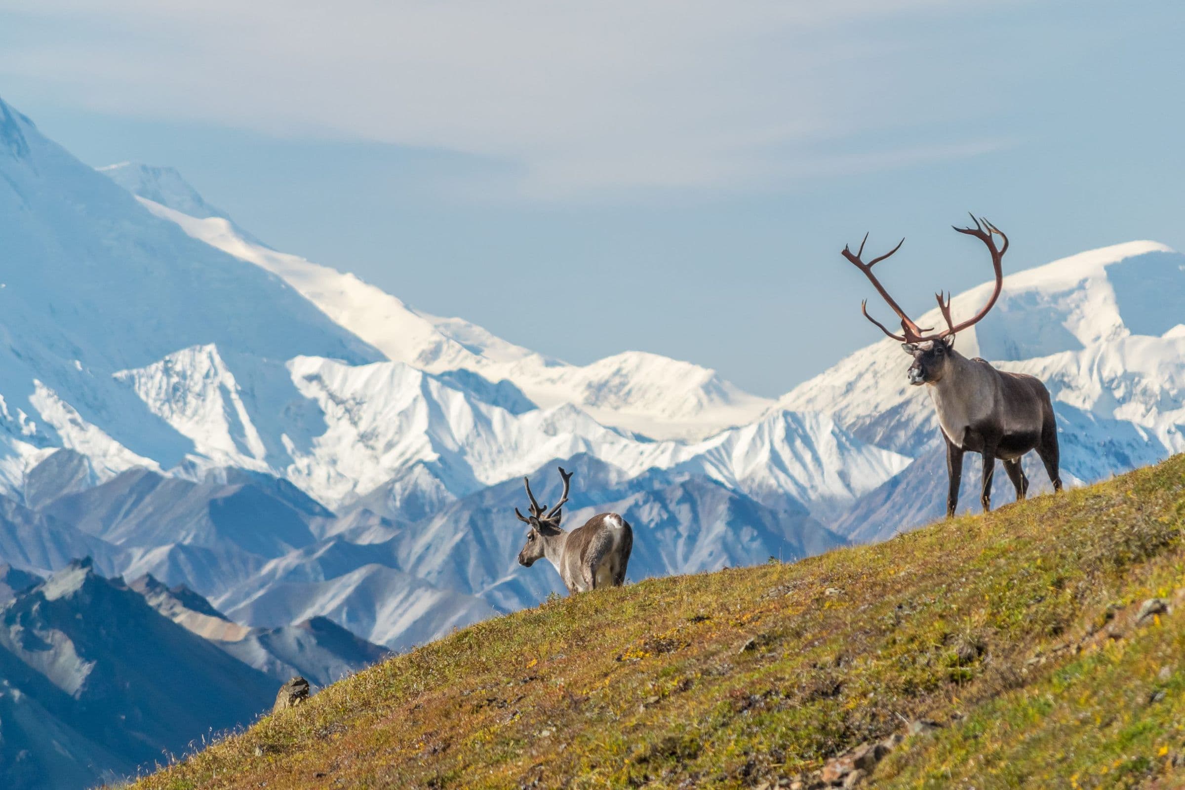 Tauck: Alaska - Call of the Wild - Hero 5