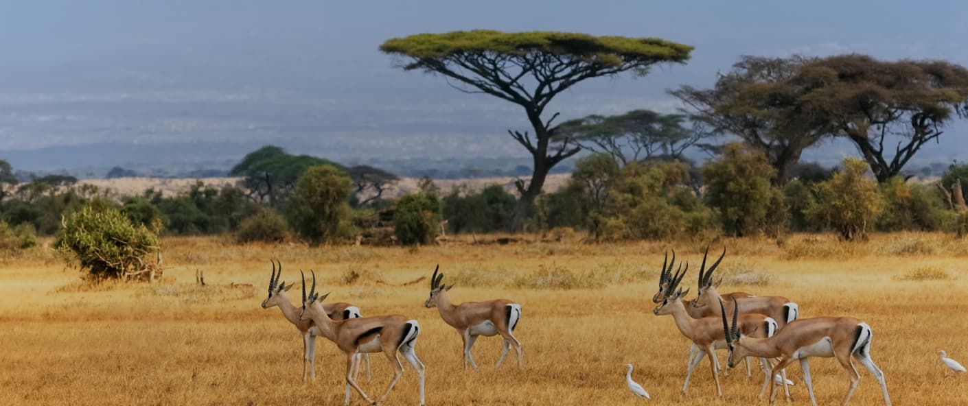 Collections-hub Africa