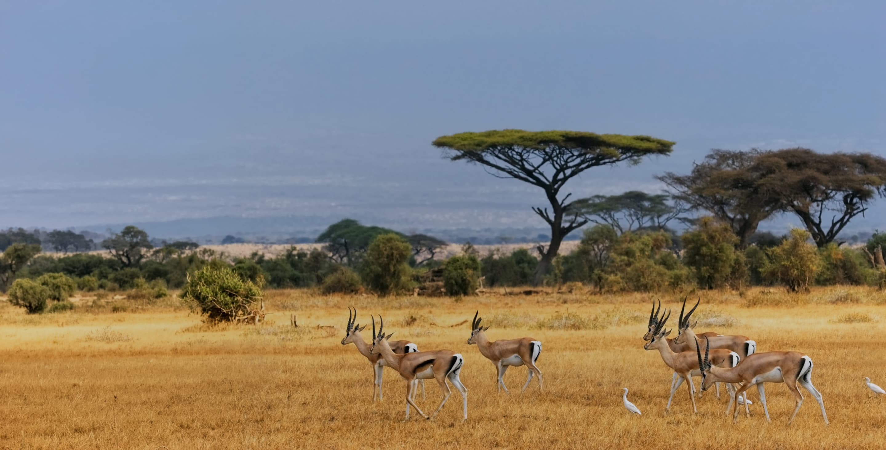 CI Africa Hero