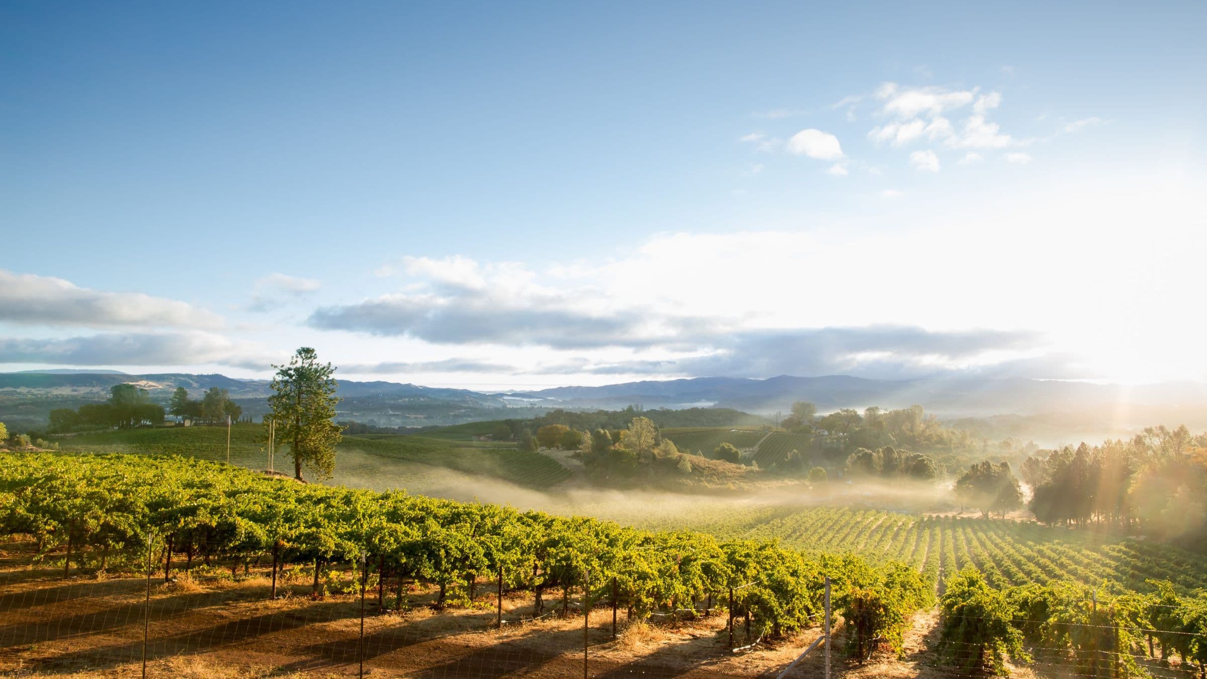 Sonoma to Napa: A Food and Wine Lovers Heaven - Hero 2