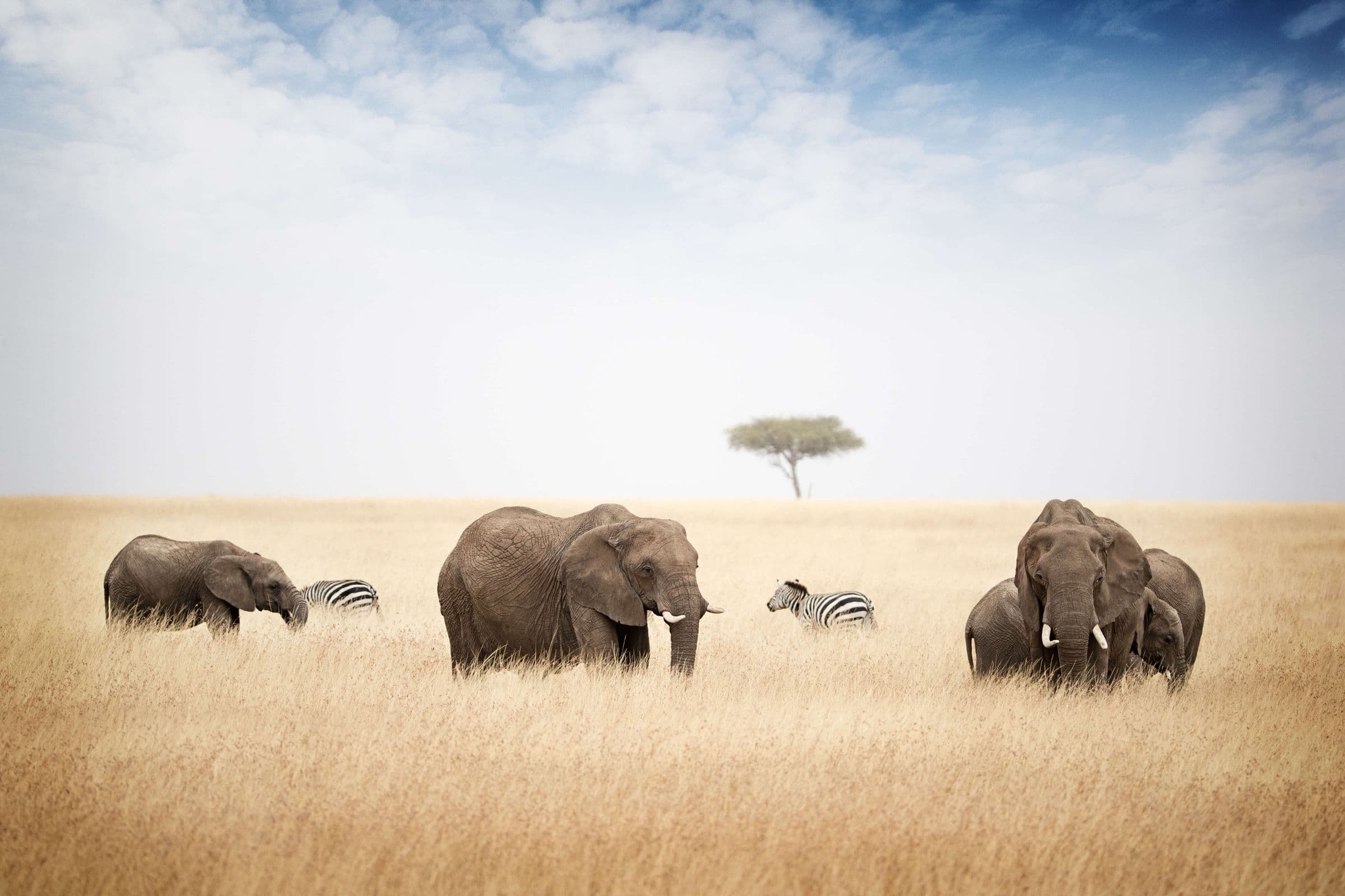 Kenya Safari Adventure - Hero