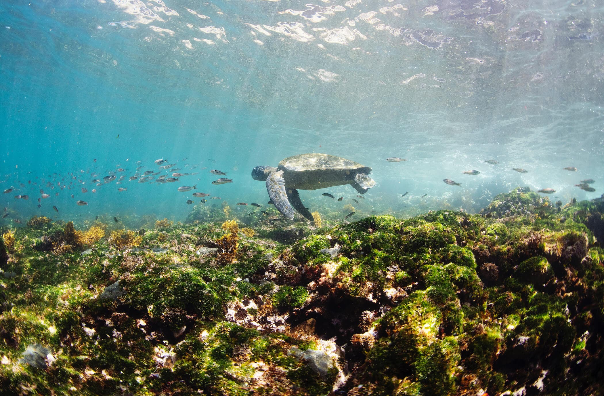 Ecuador's Treasures: Exploring the Galápagos Islands - Hero 5
