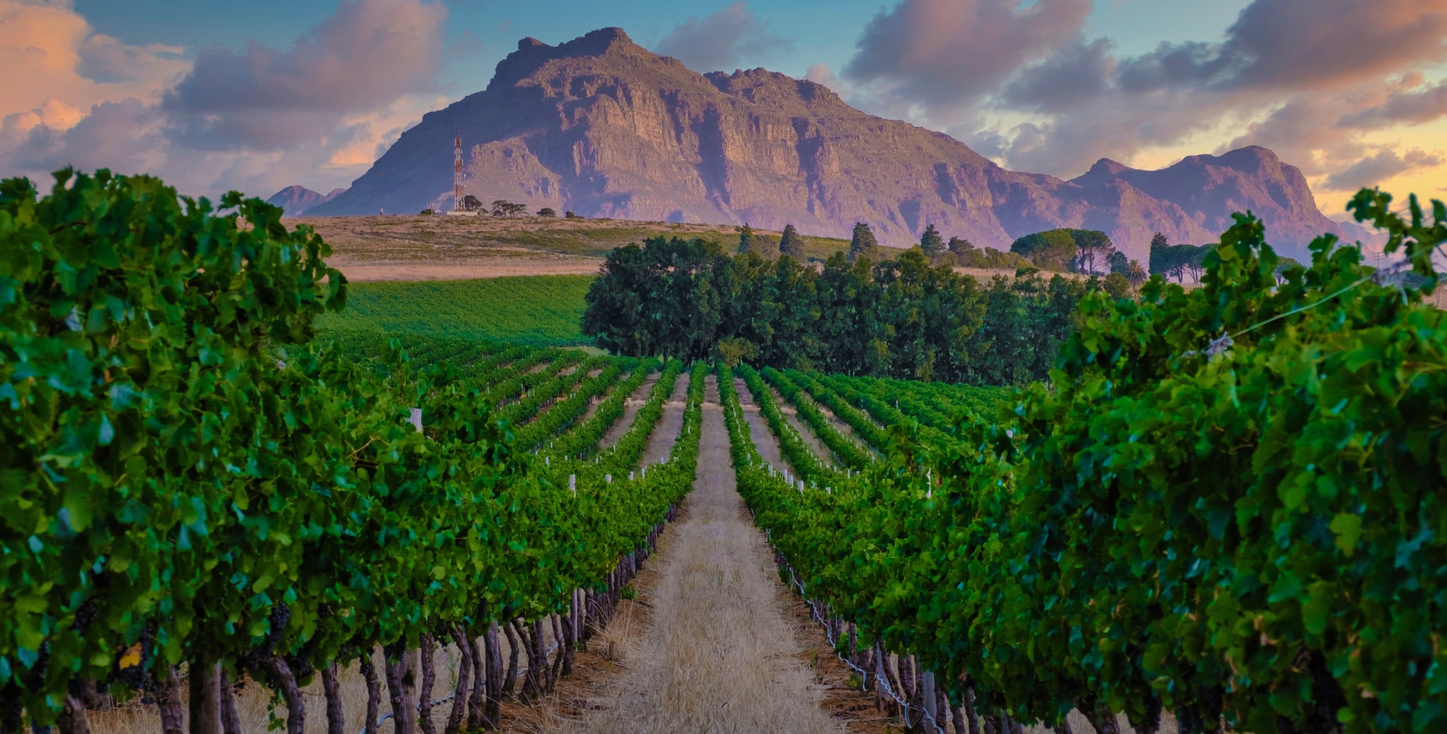 CI Vineyards Hero