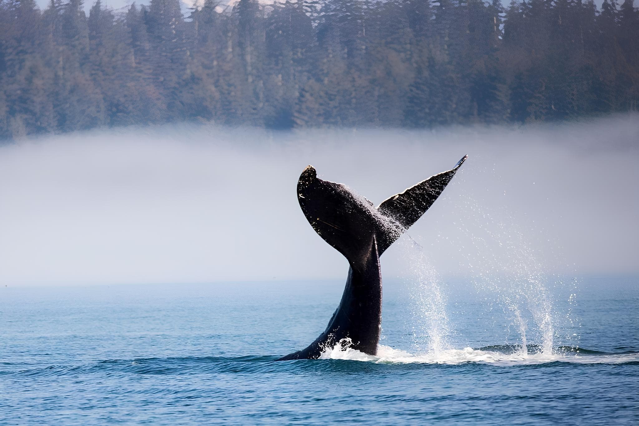 Tauck: Alaska - Call of the Wild - Hero 4