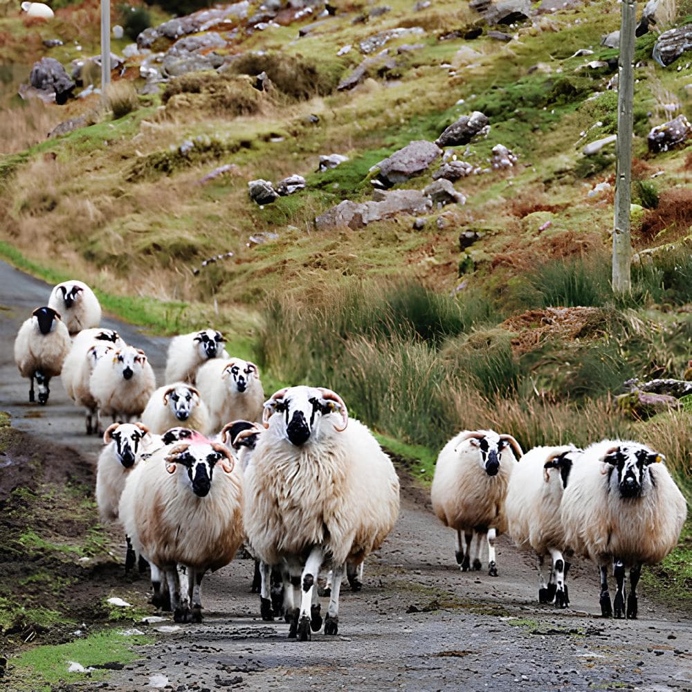 Tauck: The Best of Ireland - Hero 4