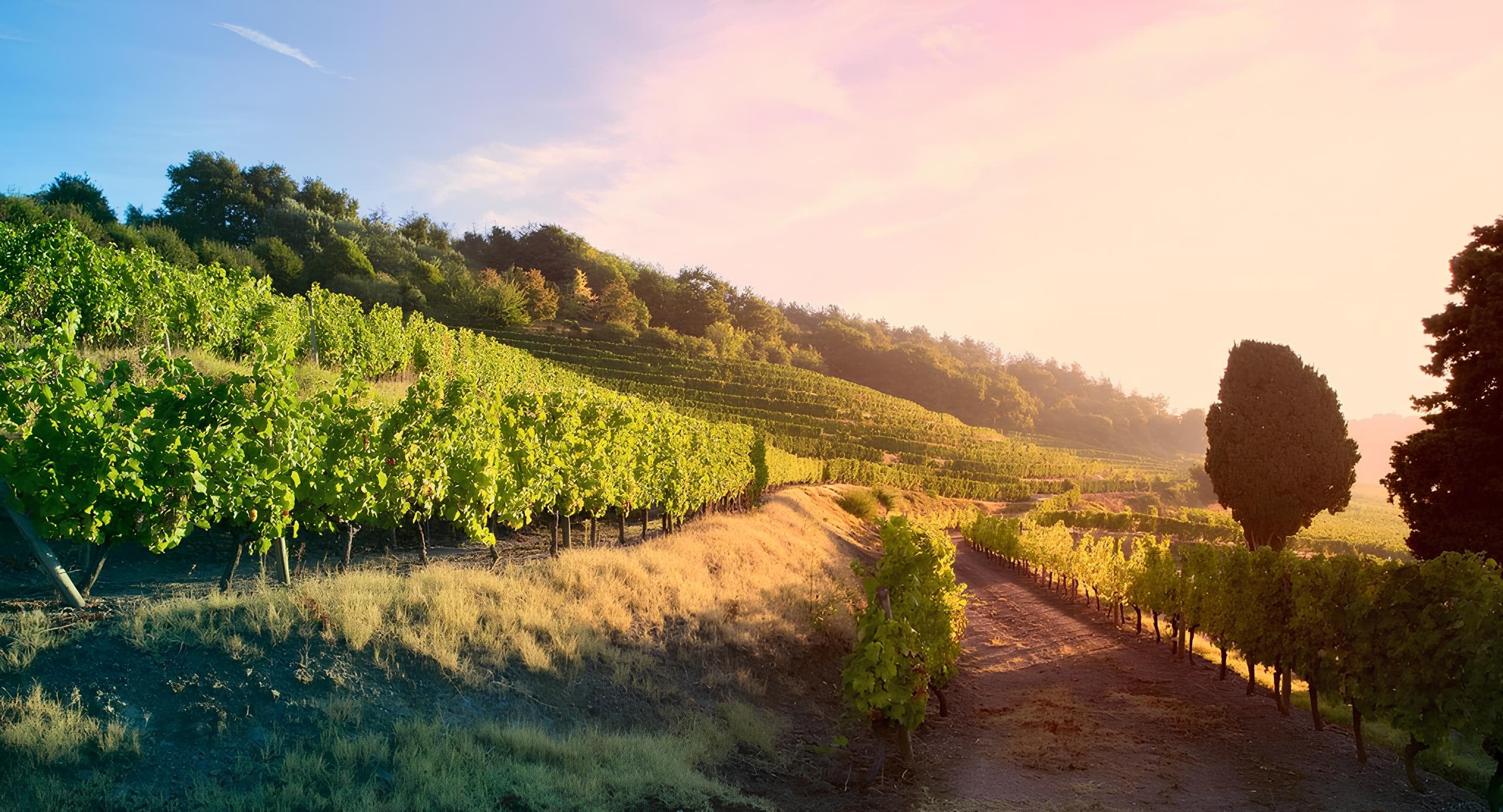 France Wine Itinerary - Hero