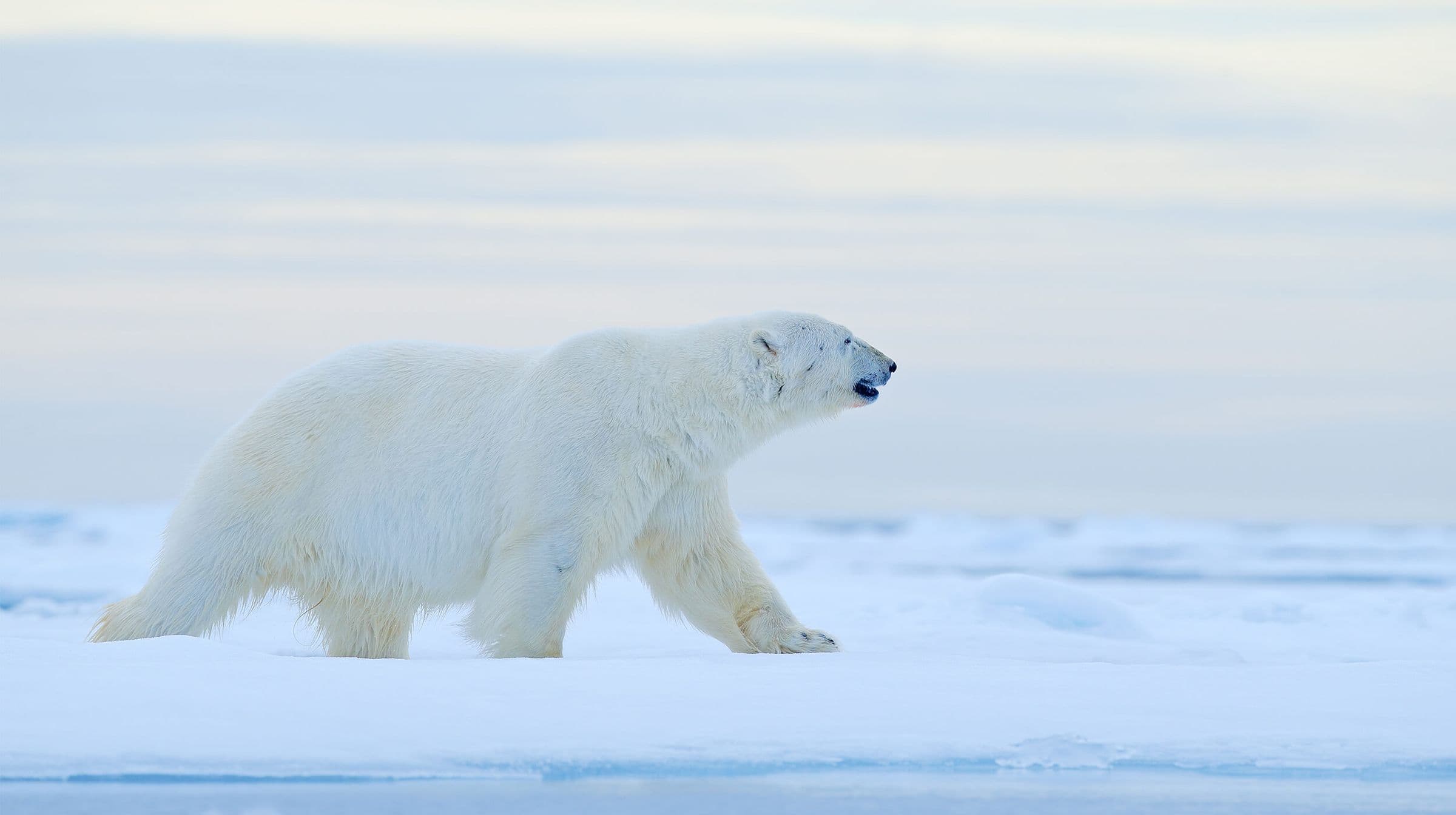 Bears, Belugas and Aurora Borealis - Hero 2