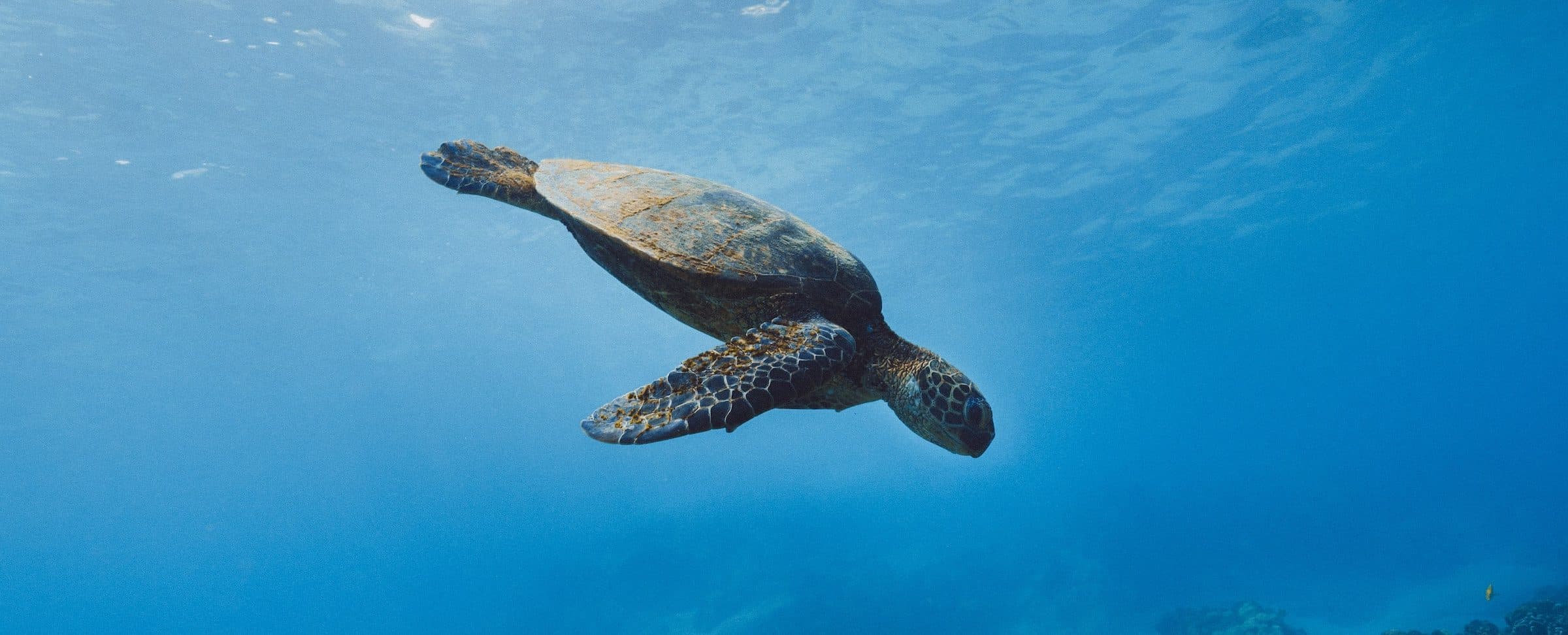 Ecuador's Treasures: Exploring the Galápagos Islands - Hero