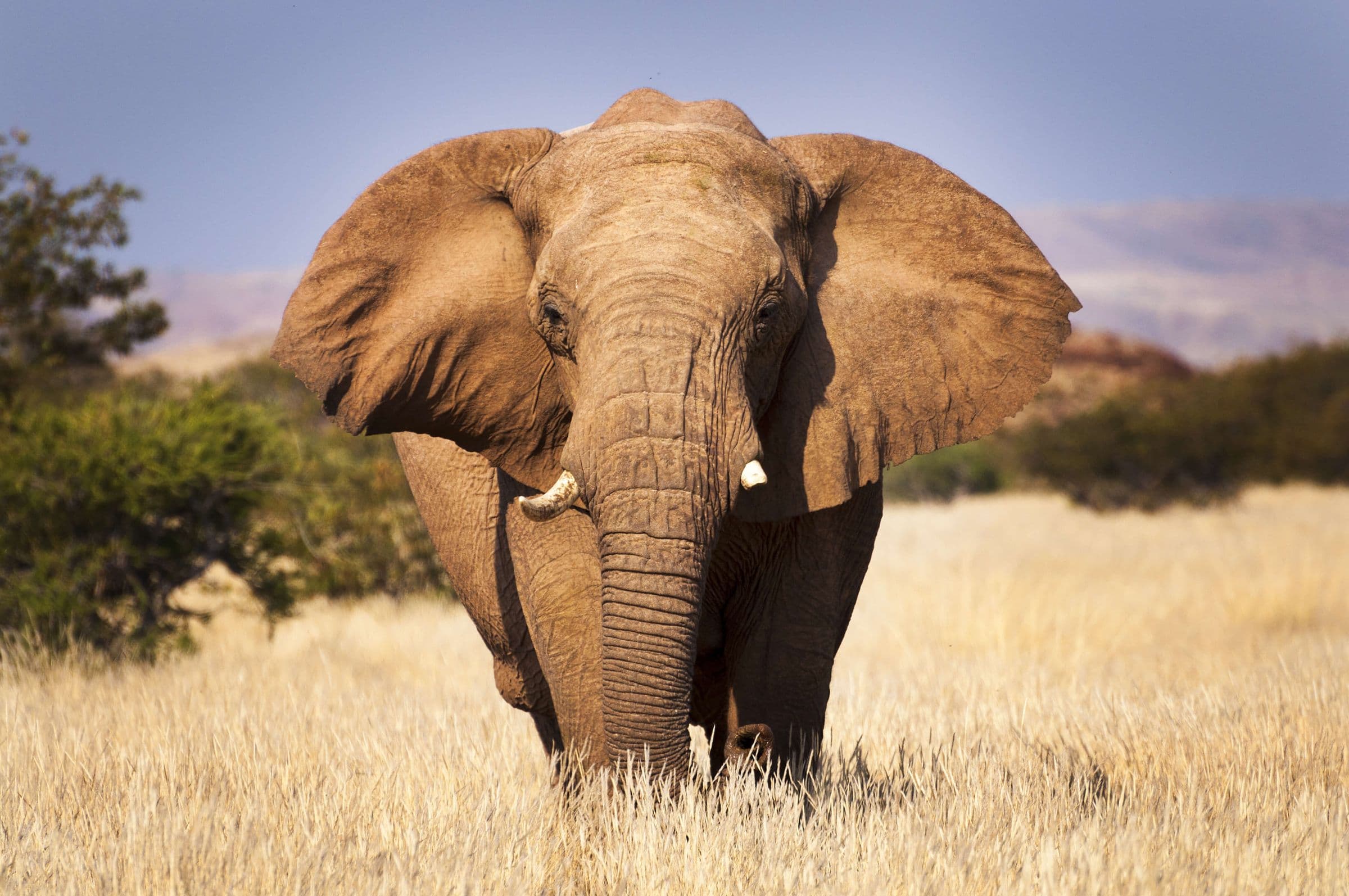 South Africa and Namibia Safari - Hero 2