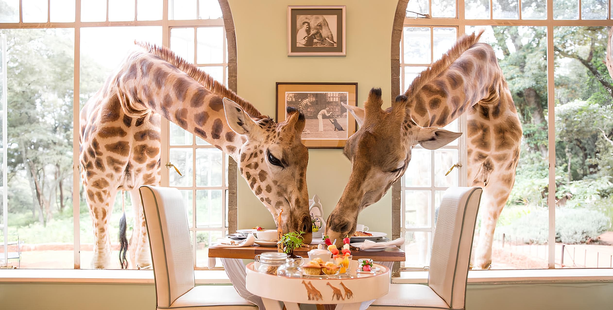 Giraffe Manor - Hero