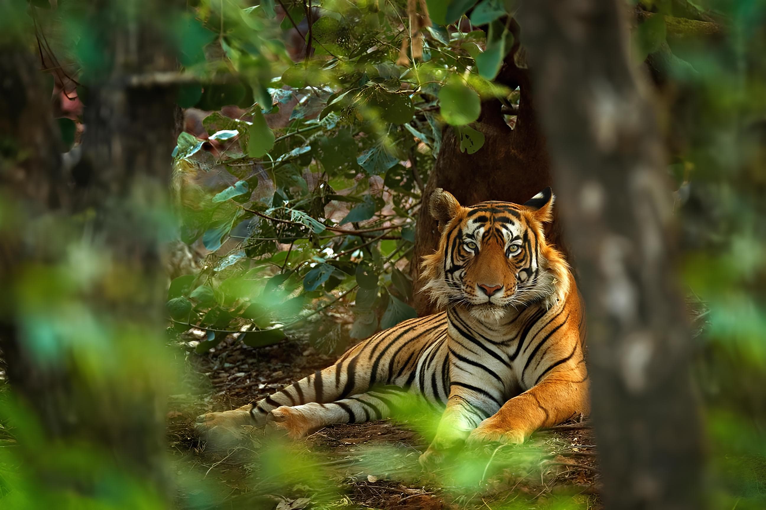 In Search of the Elusive Tiger - Hero 2