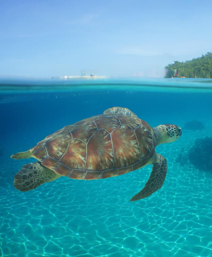 CI Caribbean What To Expect