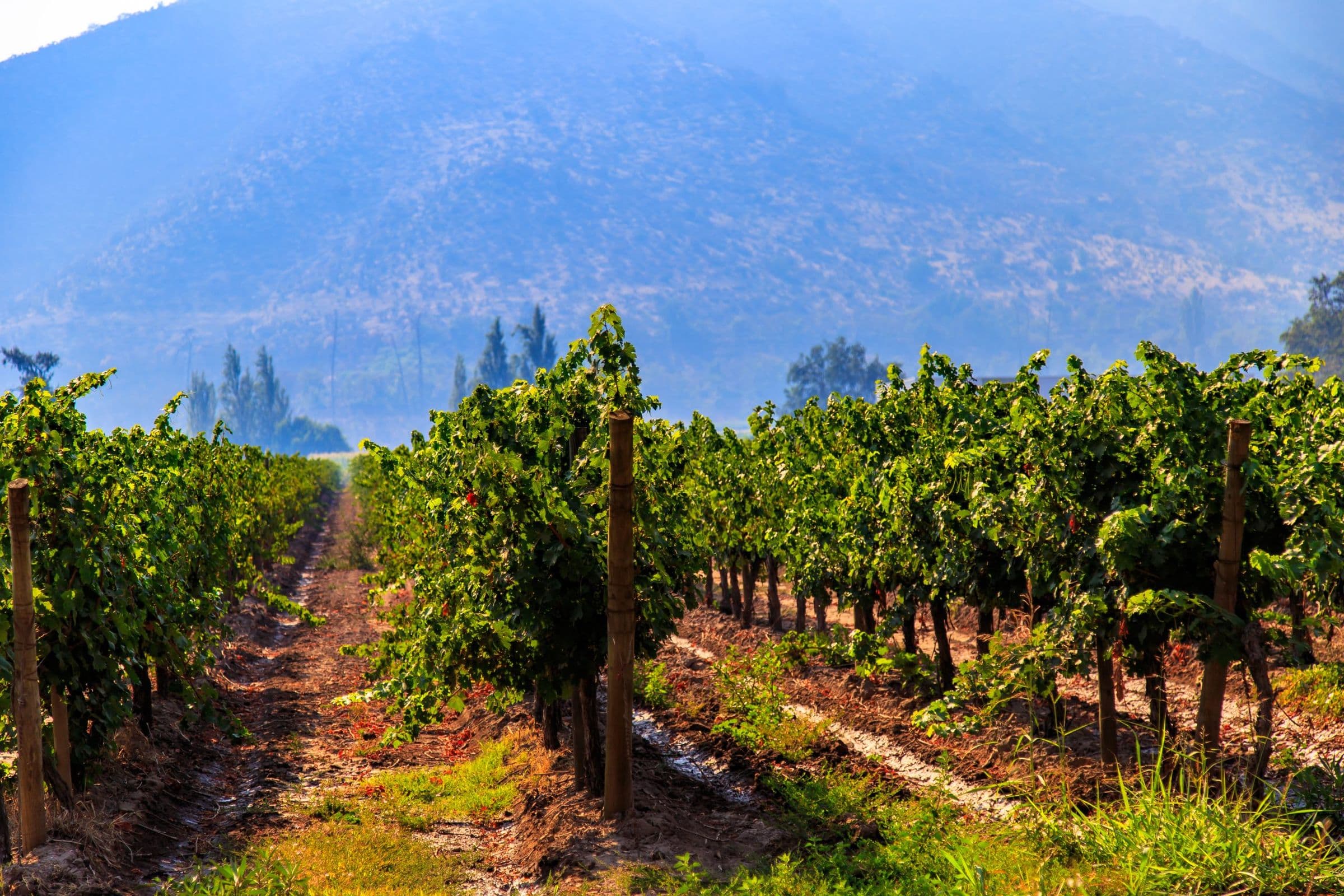 Culinary Delights of Chile - Hero