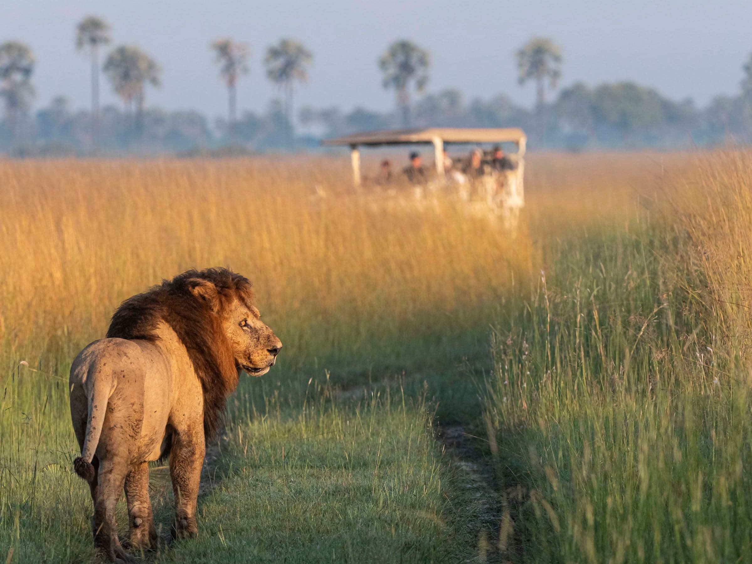 A Luxurious Safari Adventure with Red Carnation Hotels - Hero 3