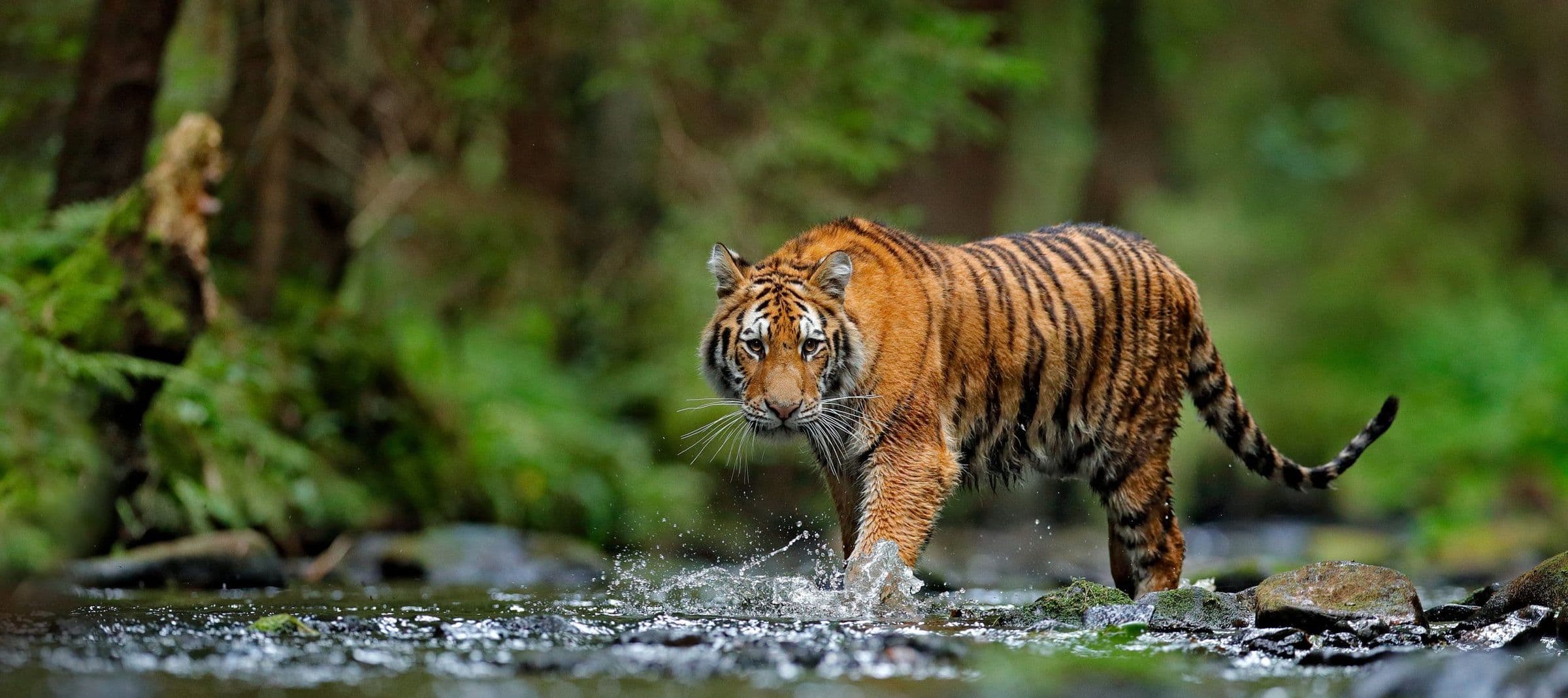 In Search of the Elusive Tiger - Hero