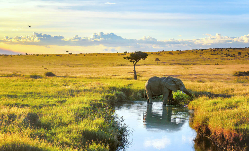 Elephant cooling down in the water in Masai Mara resort, Kenya