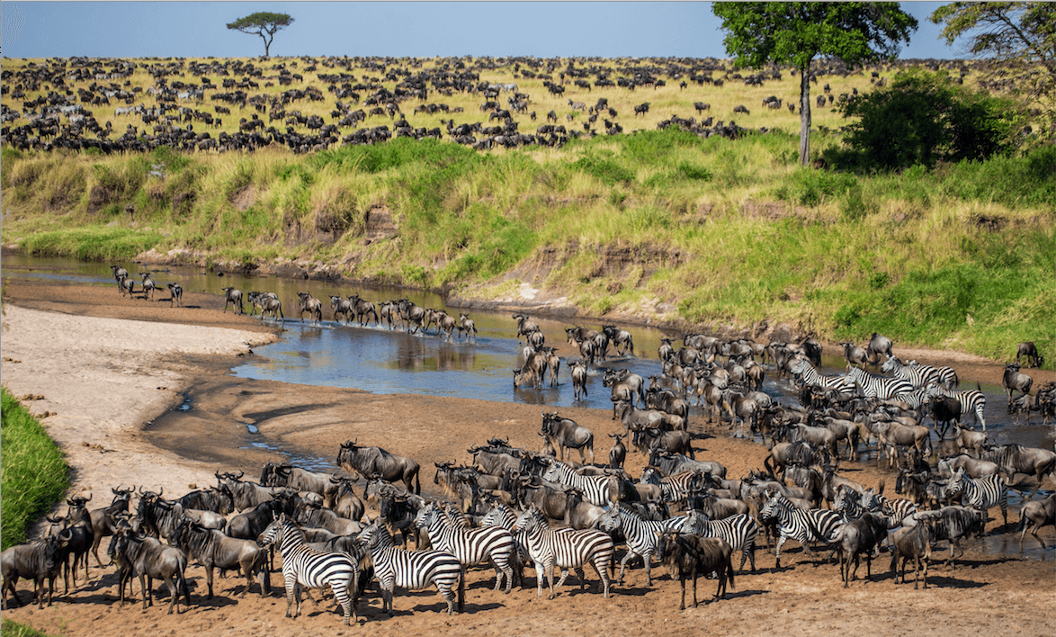 great migration zebra wildebeests