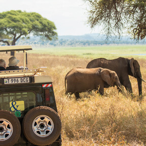 Africa-Safari-Vehicle-Guests-Elephant