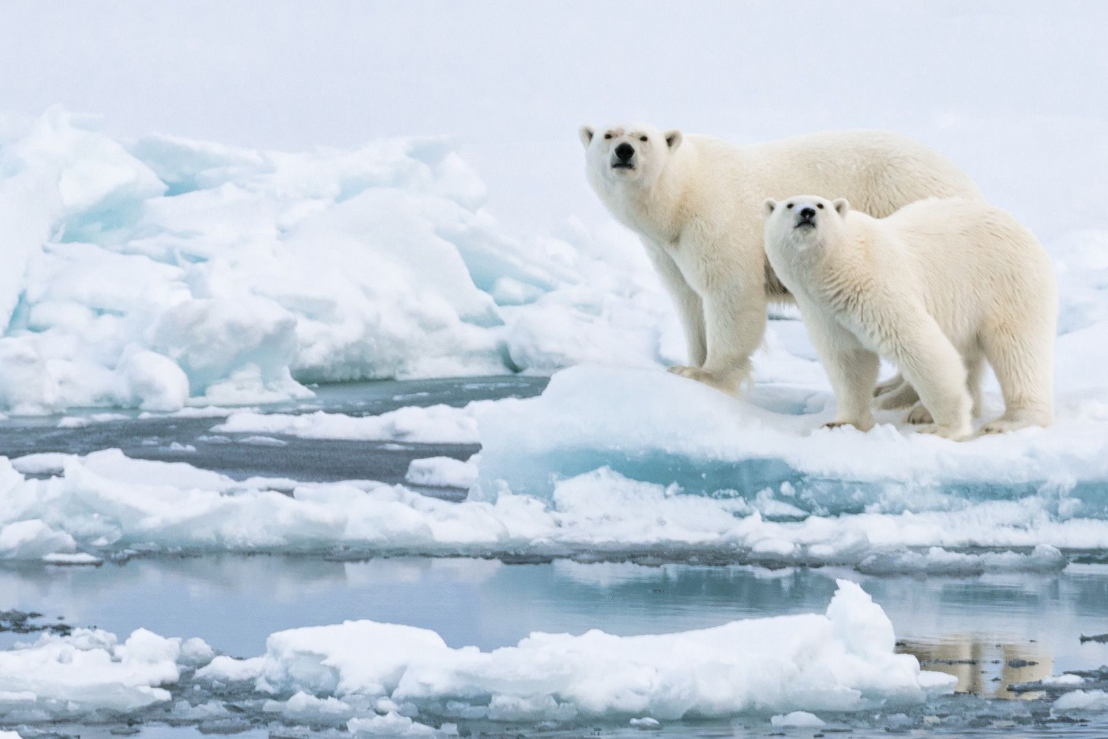 ponant polar cruise