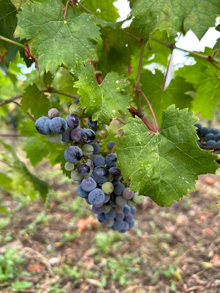 Olive and Wine Tasting in Italy